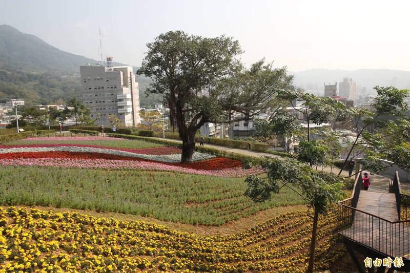 台北市北投社三層崎花海今登場，山坡上種滿翠白的銀葉菊、澄黃的孔雀草、浪漫紫色薰衣草、鮮紅四季秋海棠、桃紅及粉色的五彩石竹，在坡地上呈現繽紛燦爛的波浪花海，即起展至3月31日。（記者鄭名翔攝）