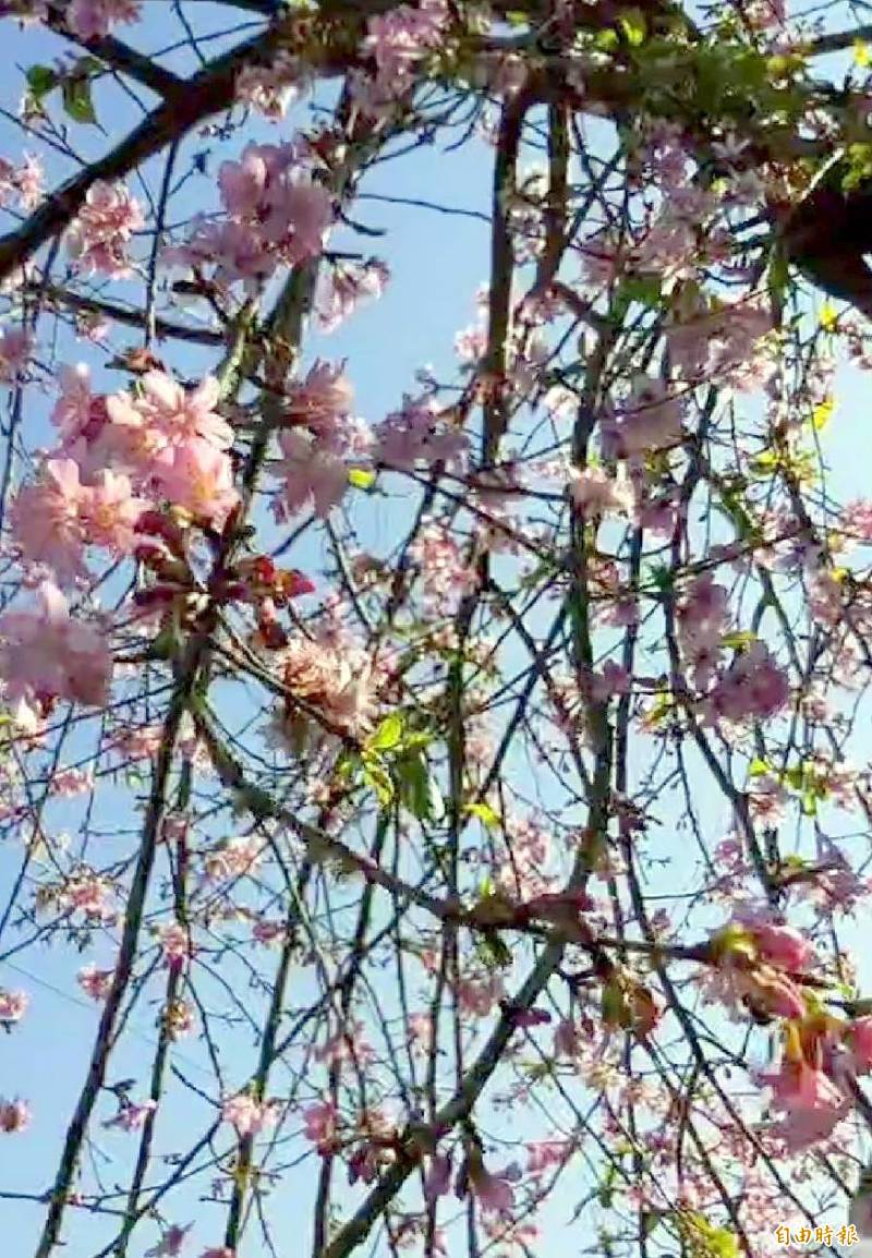 南投縣竹山鎮「櫻花大道」中的紅枝垂櫻枝椏下垂形成的「花瀑」美景，十分特別。（記者謝介裕攝）