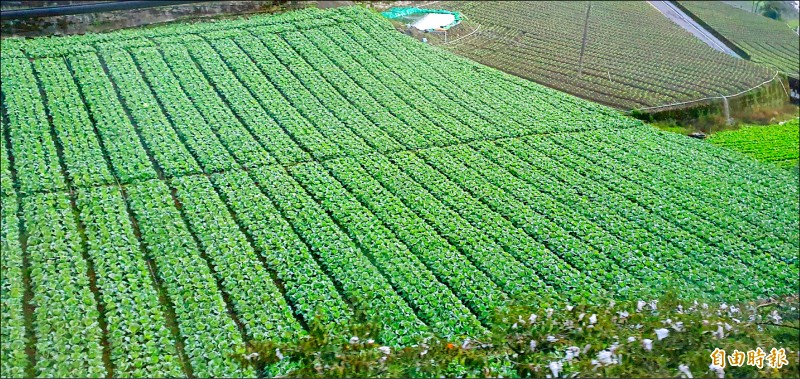 高麗菜1月連2旬超種紫爆，農民看好價格搶種。（記者簡惠茹攝）