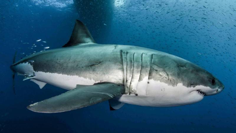 鯊魚具有極強的獵捕感知能力，被認為是海洋中最兇殘的生物之一。（路透）
