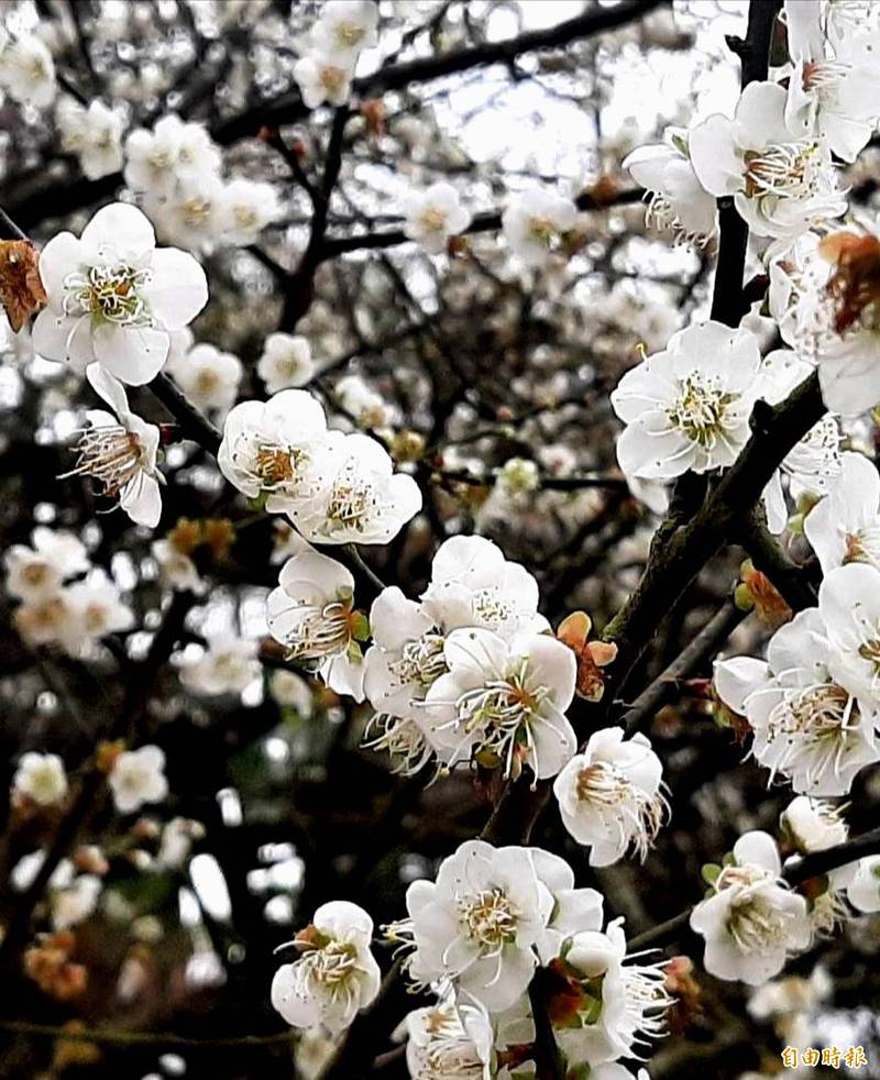 梅嶺中海拔的梅花爆開，景致迷人。（記者吳俊鋒攝）