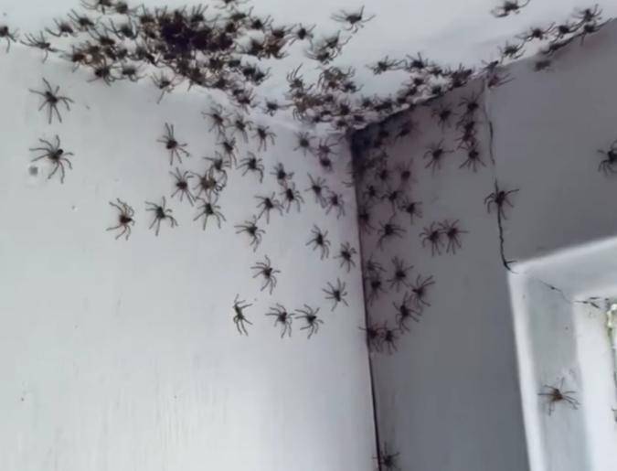 一名澳洲網友，近日在社群平台上傳一段朋友在女兒臥房拍下的影片，只見上百隻蜘蛛就在牆壁、天花板亂竄，讓人看得毛骨悚然。（擷取自推特）