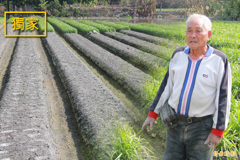 韭菜近日價格高漲，令菜商趨之若鶩搶購，甚至不惜偷菜。被盤商偷割韭菜的林姓農民（見圖）說，韭菜價格漲，但是交易各憑本事，第一次遇到有盤商用這種方式搶菜。（記者陳冠備攝；本報合成）
