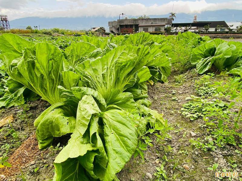 無毒栽培台東農民種出巨大芥菜 生活 自由時報電子報