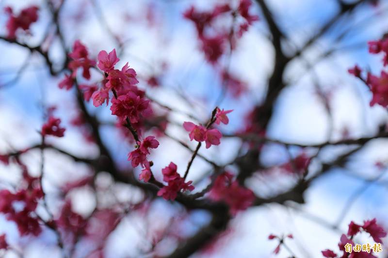 屏東縣霧台鄉的山櫻花，是南臺灣櫻迷們的追櫻聖地。（記者邱芷柔攝）