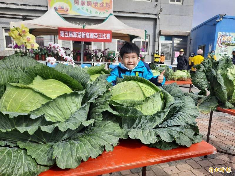 烏崁種高麗菜素有巨無霸稱號。（記者劉禹慶攝）