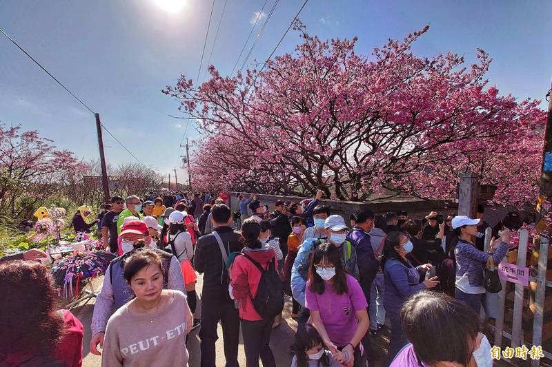 台北市平等里平菁街42巷櫻花盛開，吸引大批民眾上山賞花。（記者鹿俊為攝）