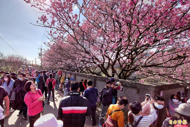 台北市平等里平菁街櫻花巷賞花人潮擠爆。（記者鹿俊為攝）