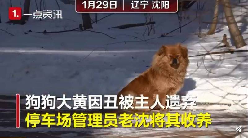 中國版「忠犬小八」大黃，曾因長得太醜被遺棄，後來被沈男收養。（圖擷取自微博）