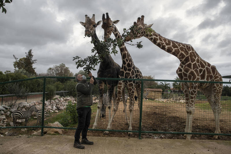 阿提卡動物園位在希臘雅典，因為疫情封鎖頓失收入來源，已欠下龐大帳務。（美聯社）