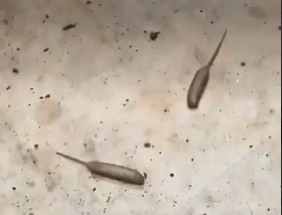 這種生物名為「鼠尾蛆」（Rat-tailed maggots），是一種食蚜蠅科幼蟲，通常在下水道、化糞池出沒，像是老鼠的尾巴，則是牠們在水中用來呼吸的吸管。（擷取自推特）