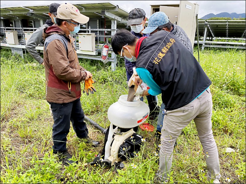 花蓮紅火蟻擴散3月起噴藥防治 花蓮縣 自由時報電子報