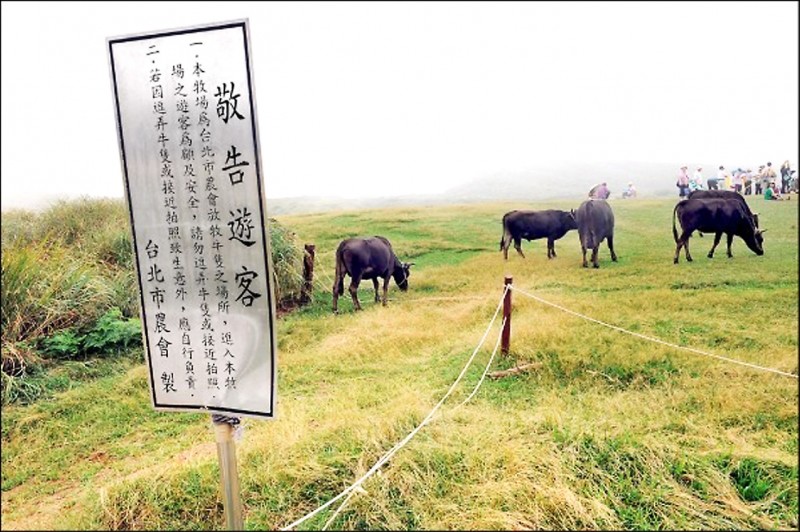 陽明山擎天崗草原野生水牛撞死婦人，陽管處事後加強宣導遊客勿太靠近牛。（資料照）