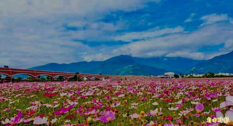 鹿野鄉「二層坪」大片波斯菊花海盛開，與蜿蜒灌溉浮圳相襯映，形成一幅美麗的山水美景。（記者陳賢義攝）