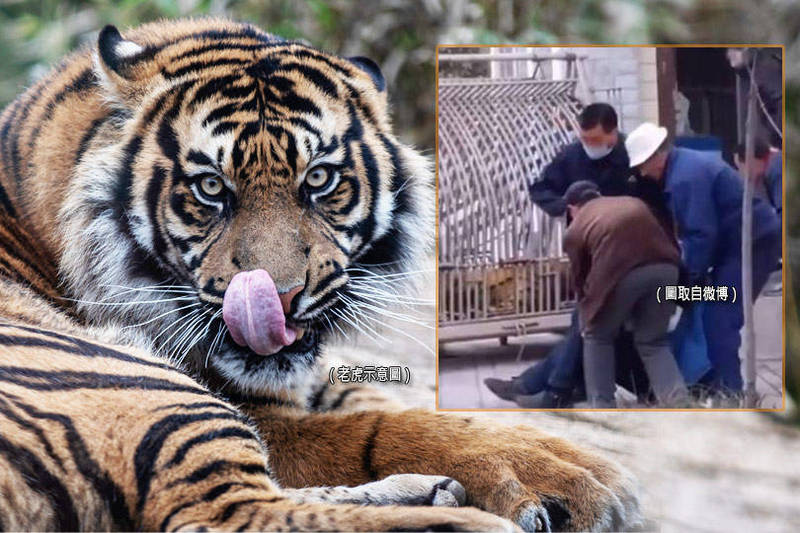中國1隻老虎在搬運途中麻藥退去，醒來撲咬工作人員小腿。（本報合成）