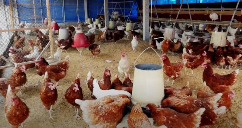 動社今天公布蛋雞動物福利評比結果。（動社提供）