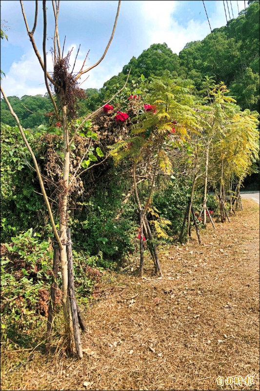 從舊武潭道到舊泰武部落到北大武山登山口，沿途僅有藍花楹，不見山櫻花蹤跡。（記者邱芷柔攝）