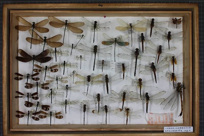 八田耕吉與日收藏家捐贈中興大學二萬餘件昆蟲標本 生活 自由時報電子報