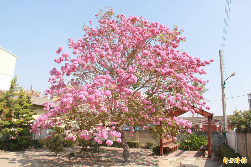 疫情中帶給大家粉紅希望 地表最美 紅花風鈴木盛開了 生活 自由時報電子報