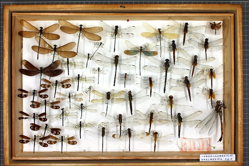 日學者、收藏家贈興大2萬多件昆蟲標本- 臺中市- 自由時報電子報