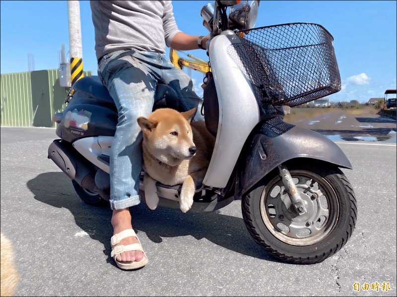 柴犬 豆漿 街口攔車騎士被迫載兜風 生活 自由時報電子報
