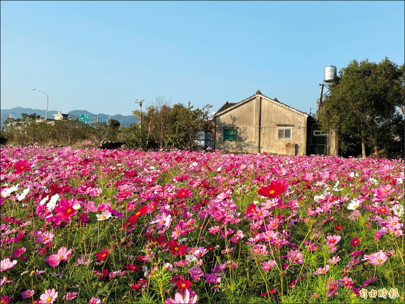 苗栗公館 花田一路 迎新春花期至月底 苗栗縣 自由時報電子報