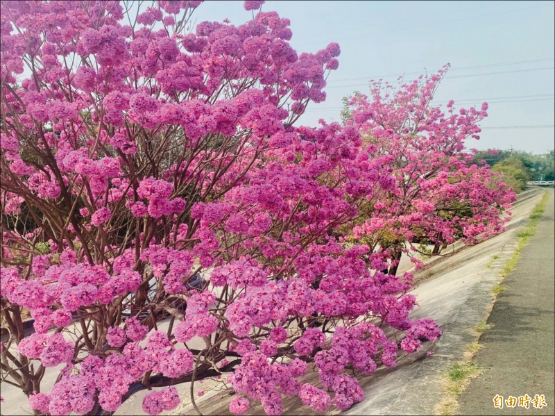 嘉義赤蘭溪忠和國中下方防汛道路上的伊蓓風鈴木，花團錦簇令人驚艷。
（記者蔡宗勳攝）