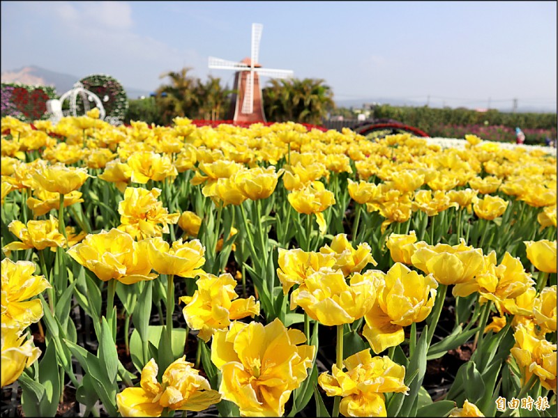 中社觀光花市，鮮黃的蒙地卡羅鬱金香，散發獨特的香氣。（記者歐素美攝）