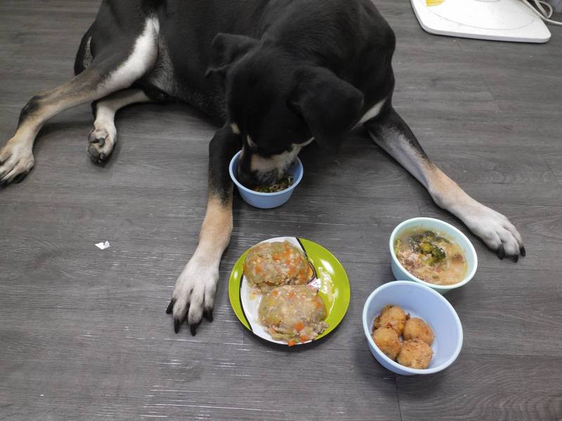 替家中毛小孩準備料理要當心食材的選用。（新北市動物保護防疫處提供）