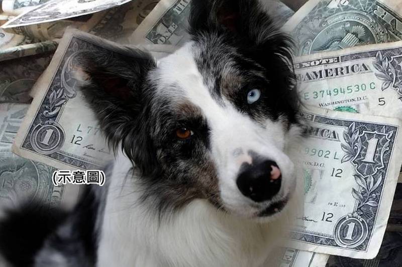 美國8歲邊境牧羊犬露露繼承已故飼主多里斯的500萬美元（約新台幣1.4億元）遺產。示意圖，非當事狗狗。（本報合成）
