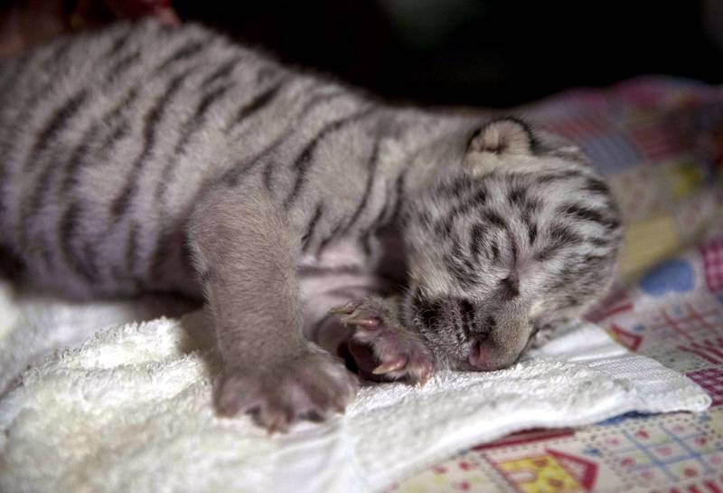 巴基斯坦拉哈爾動物園2隻11週大的小白虎上個月疑因從照顧人員身上感染武漢肺炎病毒死亡。（示意圖，歐新社）