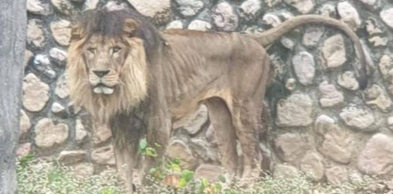 有民眾在新春期間見到高雄壽山動物園的獅子軀幹上的皮緊貼著肋骨，就連背部都依稀可見骨頭形狀。（圖取自爆料公社）