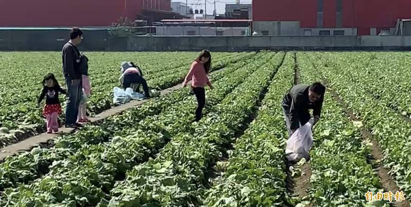 麥寮鄉興華村開放6萬顆美生菜供民眾免費採，民眾體驗農村樂。（記者林國賢攝）