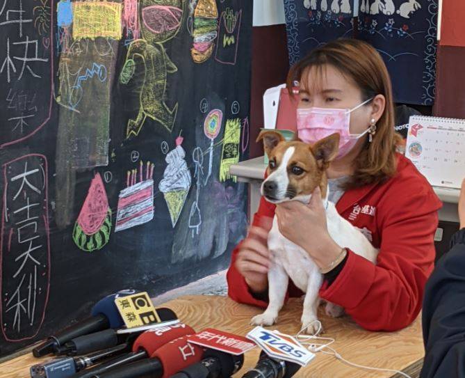 近日一名網友PO出影片，寵物狗「小不點」竟在主人點燃鞭炮後，把燃燒中的鞭炮咬進家中，引發話題，如今「小不點」本尊現身在台灣基進立委陳柏惟的霧峰服務處。（翻攝自臉書）