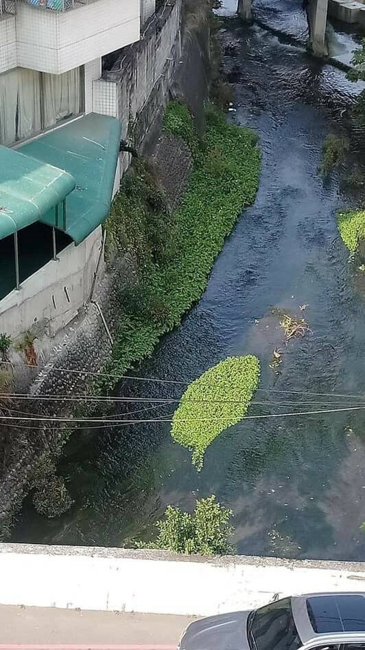 台中綠川南區河段出現水草生成台灣圖案的自然景觀。（翻攝自臉書社團台中南區東區大小事）