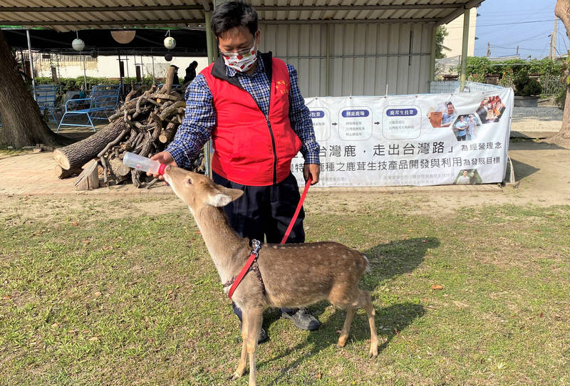 漳洲社區養鹿達人林昆鋒分享養鹿經驗。（記者楊金城翻攝）