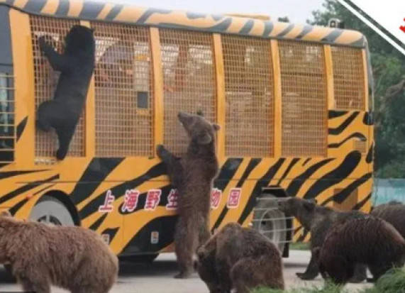 飼育員遭熊群撕咬分屍懲處9人上海野生動物園猛獸區重新開放 蒐奇 自由時報電子報
