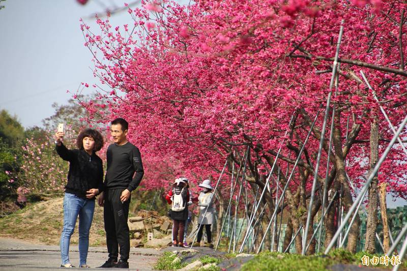 嘉义县番路乡半天岩的大片樱花林。（记者林宜樟摄）(photo:LTN)
