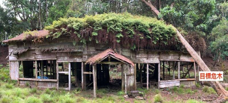 八通關越道太魯那斯駐在所，屋頂上方遭風倒木重壓。（樂葉樹藝有限公司提供）