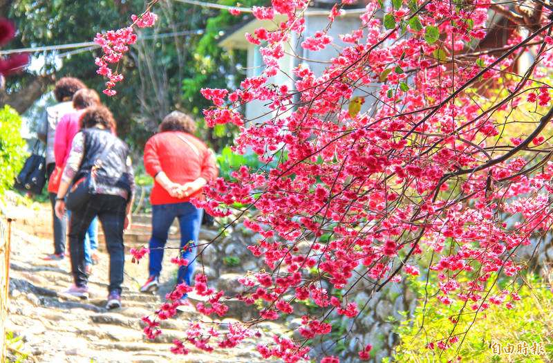 員林市集興宮後方山坡石梯道櫻花盛開,猶如粉紅秘境,吸引遊客賞櫻。(記者陳冠備攝) 員林市集興宮後方山坡石梯道櫻花盛開,猶如粉紅秘境,吸引遊客賞櫻。(記者陳冠備攝)