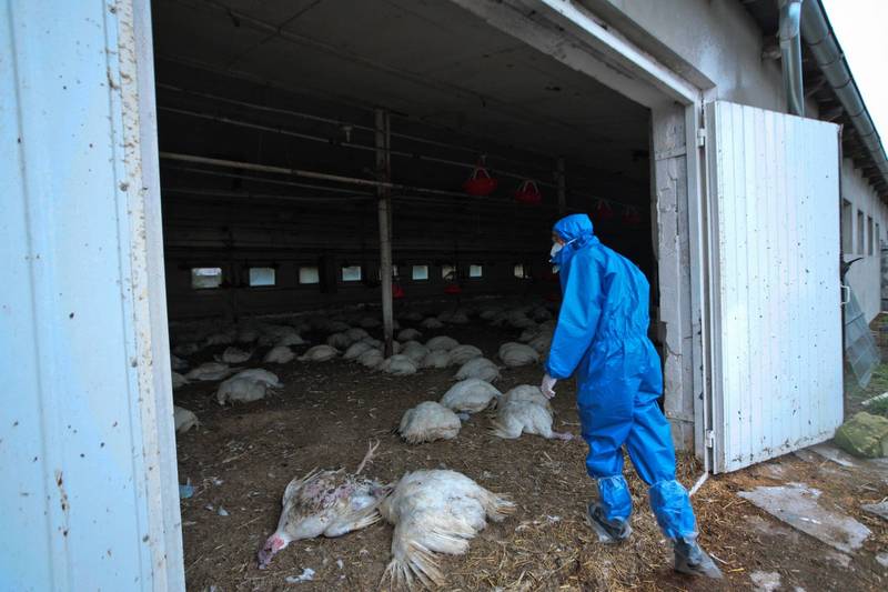 波蘭一處家禽場2016年爆發H5N8禽流感，撲殺場內家禽。（歐新社檔案照）