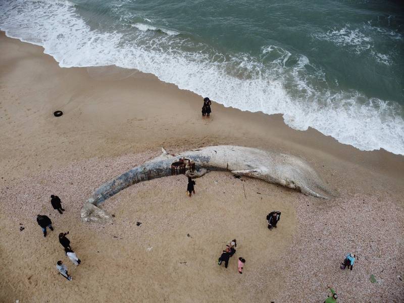 以色列地中海海滩沖上身长17公尺的巨型长须鲸，由于死因不明当局将採样进行调查。（欧新社）(photo:LTN)
