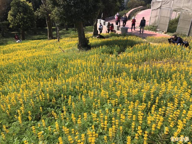 龍潭魯冰花好美 注意山區道路狹窄 別塞在車陣 生活 自由時報電子報