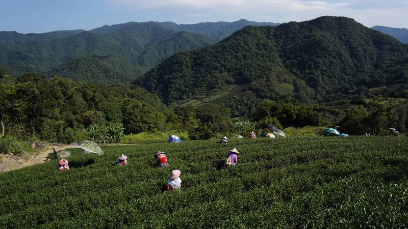 以種茶聞名的坪林區，共206筆土地去年底終於超限利用列管，茶農可放心拓展種茶面積。（新北市農業局提供）