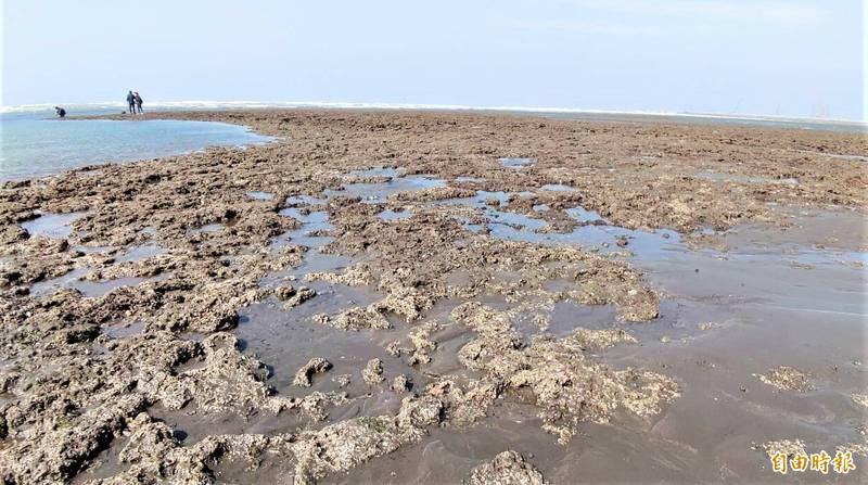 為搶救大潭藻礁，國民黨智庫今指出目前反對天然氣接收站興建計畫的公投連署書尚缺少25萬份，該智庫已邀請藍營立委共同為大潭藻礁盡力，呼籲民眾共同守護粉紅藻礁。（資料照，記者鄭淑婷攝）