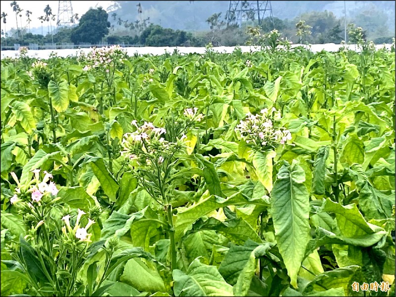 台灣菸酒公司不再收購菸葉製菸後，僅極少數菸農繼續種菸葉。（記者蔡宗勳攝）