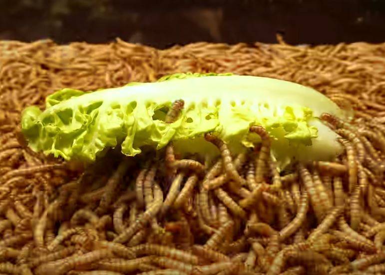 該影片中可見，萬隻麵包蟲正在吃萵苣。（圖擷取自「Green Timelapse」YouTube頻道）