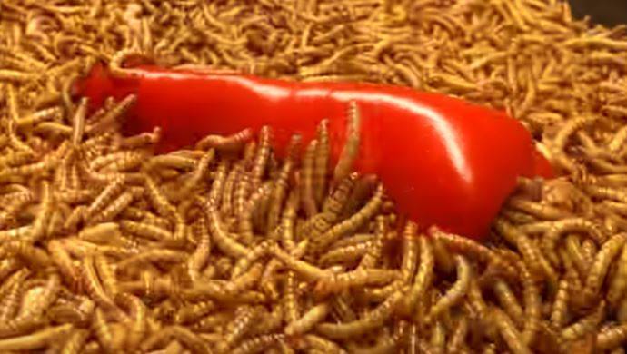 萬隻麵包蟲正在吃辣椒，該影片吸引超過557萬人觀看。（圖擷取自「Green Timelapse」YouTube頻道）