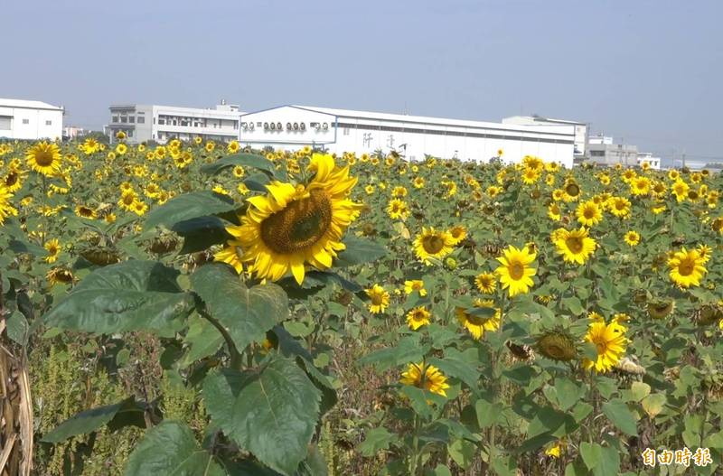 彰化縣秀水鄉金陵花海節已超過10年，其中，向日葵種子都是社區自行採集。（記者劉曉欣攝）