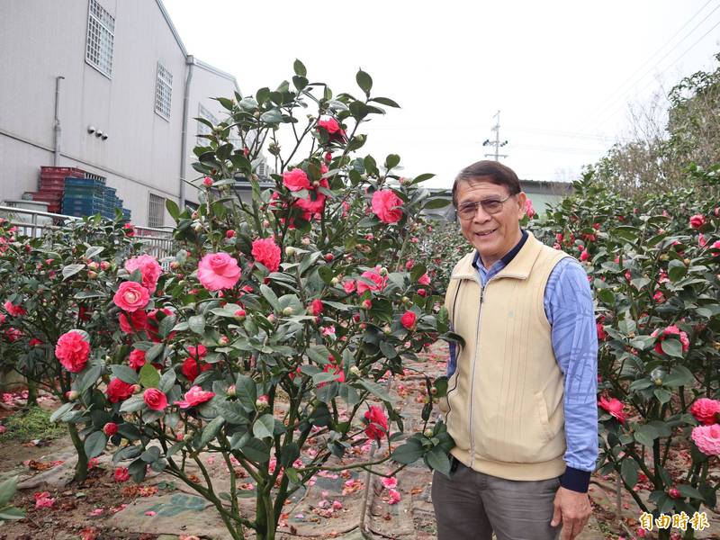 台中神岡老董王國忠種茶花吸引外地遊客參觀 生活 自由時報電子報